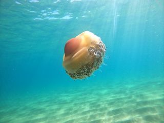 Inmersiones guiadas/bautizo con o sin torpedorpedo