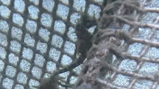 Inmersiones guiadas/bautizo con o sin torpedorpedo