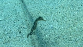 Inmersiones guiadas/bautizo con o sin torpedorpedo