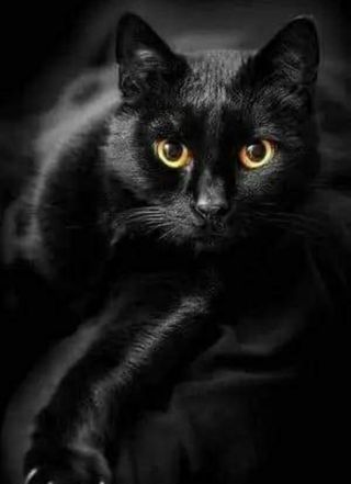 cuidado de animales gatos o pasear  perros