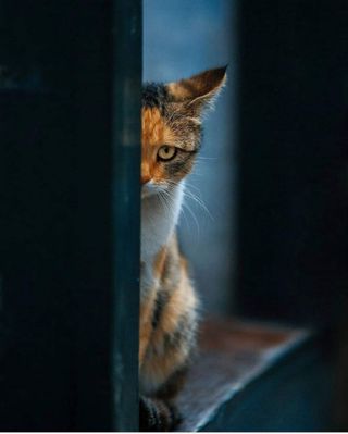 cuidado de animales gatos o pasear  perros