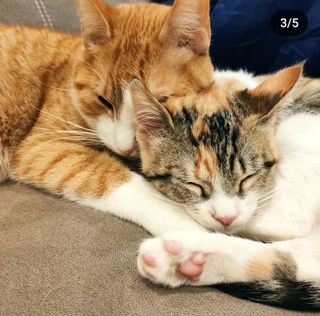 cuidado de animales gatos o pasear  perros