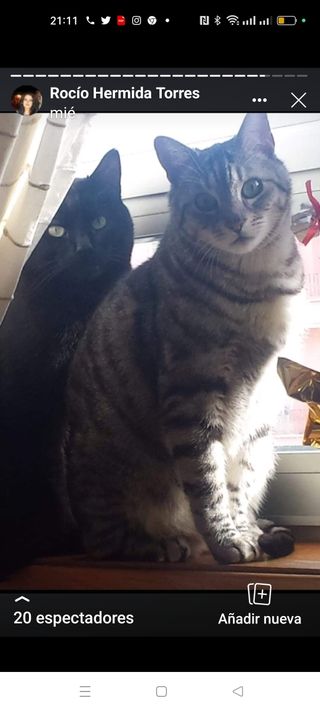 cuidado de animales gatos o pasear  perros