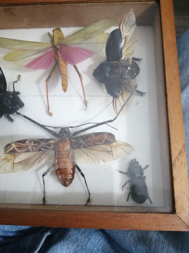 Colección de insectos disecados