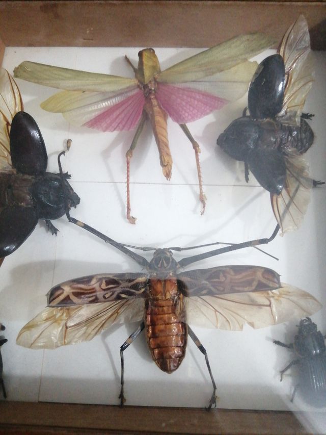 Colección de insectos disecados