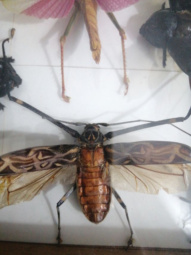 Colección de insectos disecados