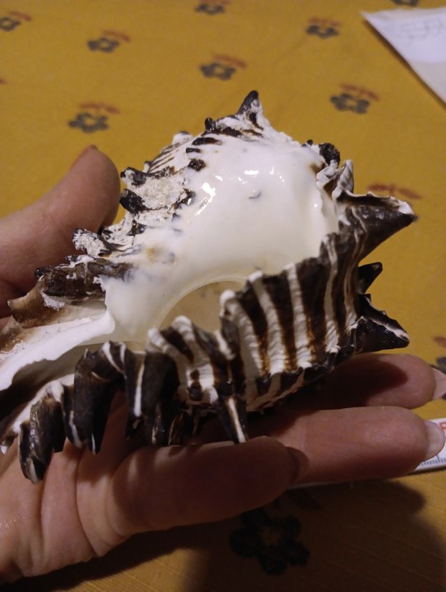 Conchiglia rara naturale