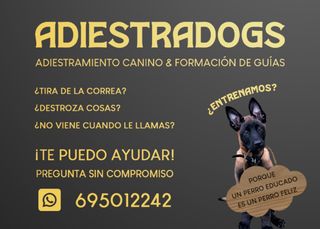 Adiestrador/Educador Canino