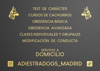 Adiestrador/Educador Canino