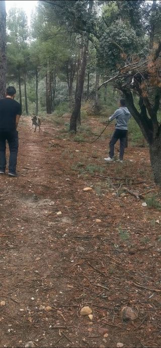 Adiestrador/Educador Canino