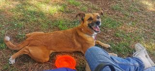 Adiestrador/Educador Canino