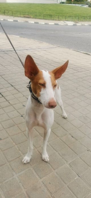 Adiestrador/Educador Canino