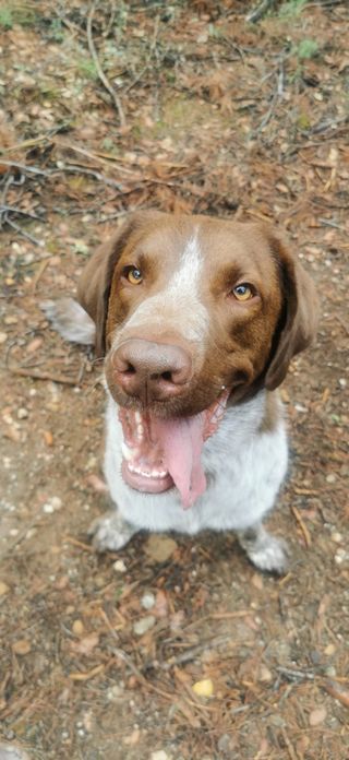 Adiestrador/Educador Canino
