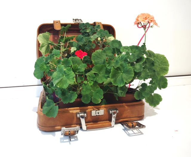 Valigia anni 70 (Maleta, Valise)