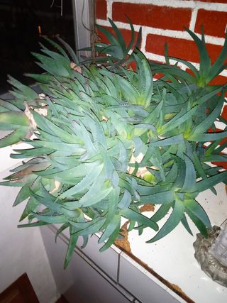 MACETA ALOE VERA