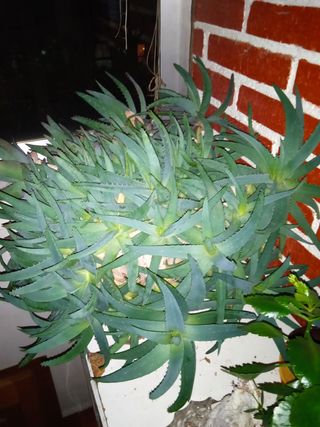 MACETA ALOE VERA