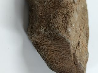 Fósil coral. Paleozoico.