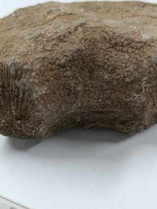 Fósil coral. Paleozoico.