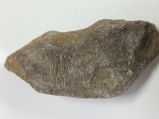 Fósil coral. Paleozoico.