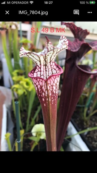 sarracenia SL 49b MK.planta carnivora