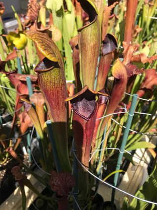 sarracenia alata nigth stone co.planta carnivora