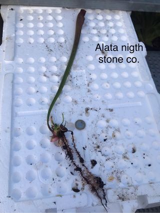 sarracenia alata nigth stone co.planta carnivora