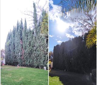 Jardinero economíco