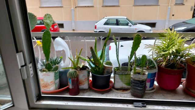 Plantas chumberas nuevas