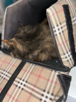 Mochila  para llevar  mascota