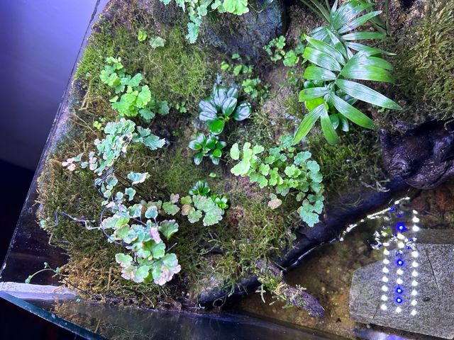 paludario maduro 6 años