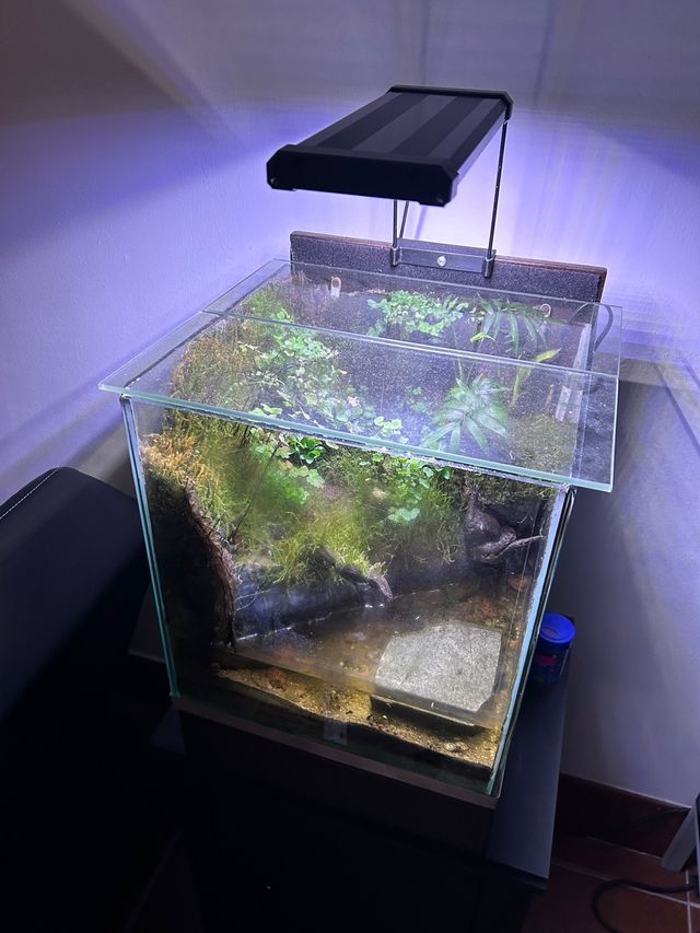 paludario maduro 6 años