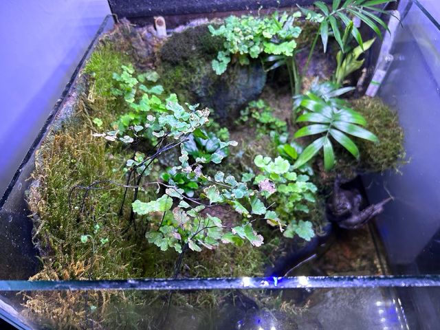 paludario maduro 6 años