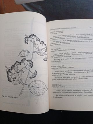 Plantas usada en la medicina Venezolana