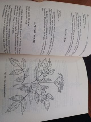 Plantas usada en la medicina Venezolana