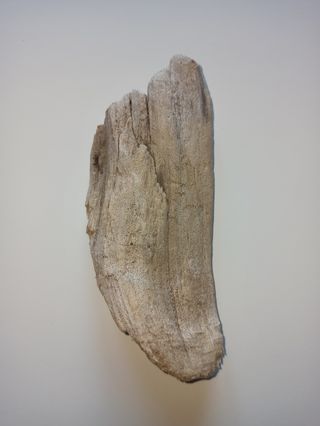 Legno spiaggiato del golfo di Napoli