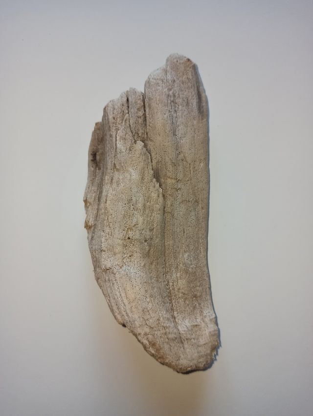 Legno spiaggiato del golfo di Napoli