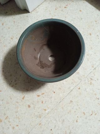 Maceta de bonsai con sello oriental