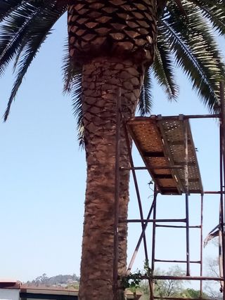 Todo tipo de trabajos en jardinería