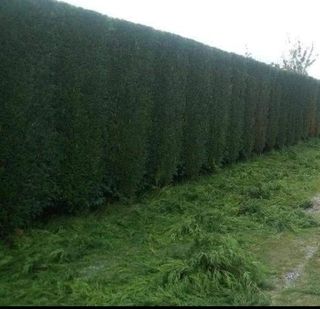 Todo tipo de trabajos en jardinería