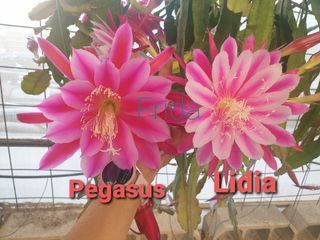 Epiphyllum