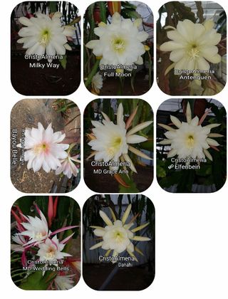 Epiphyllum