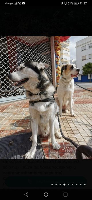 PASEADOR DE PERROS/GATOS