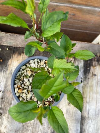 prebonsai shohin melo