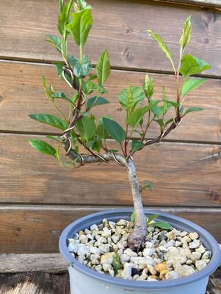 prebonsai shohin melo