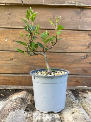prebonsai shohin melo