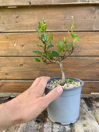 prebonsai shohin melo