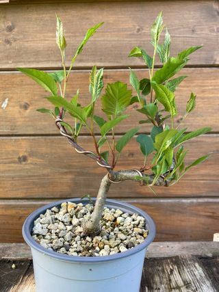 prebonsai shohin melo