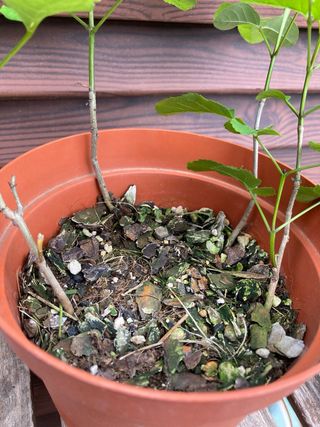 set 4 piante di frassino da seme