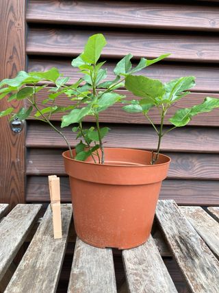 set 4 piante di frassino da seme