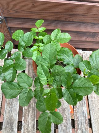 set 4 piante di frassino da seme